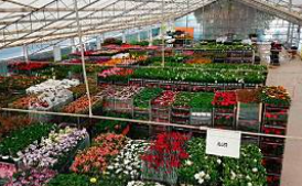 Venta de Plantas